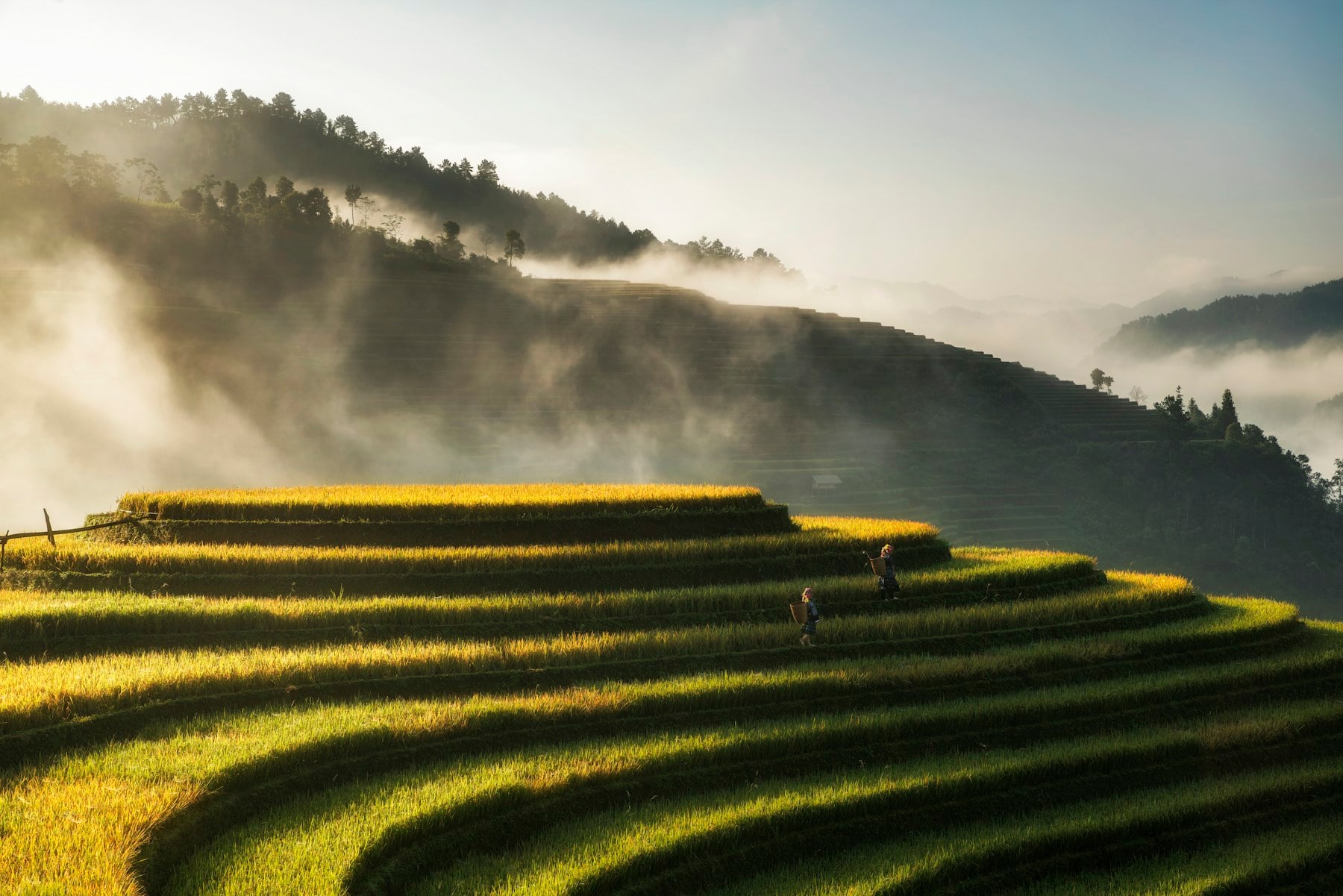 Morning light on the curved terraces of the Longji rice terraces near Longsheng
