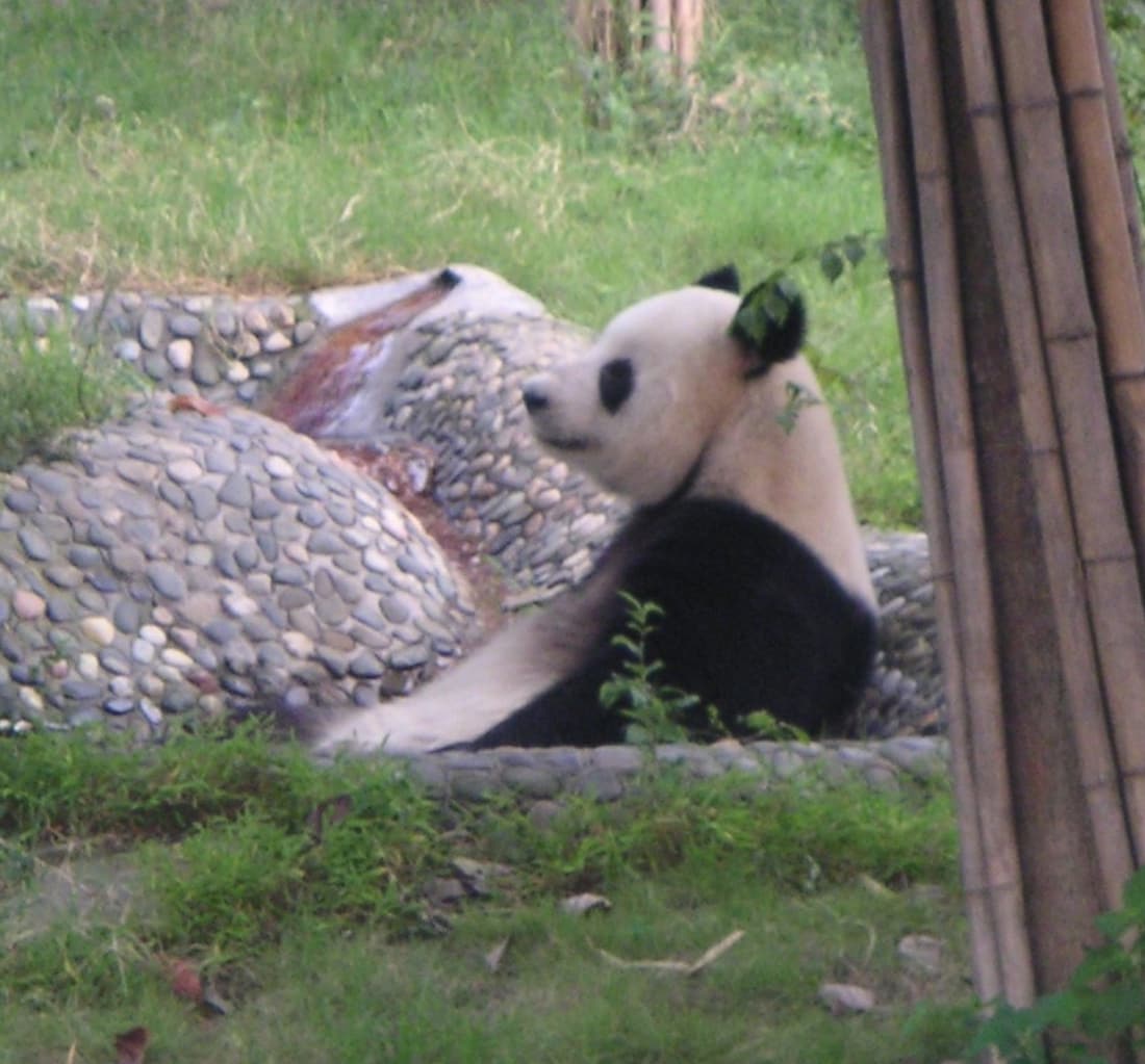 A giant panda resting on a platform at the Chengdu research base